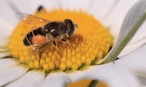 Eristalis arbustorum